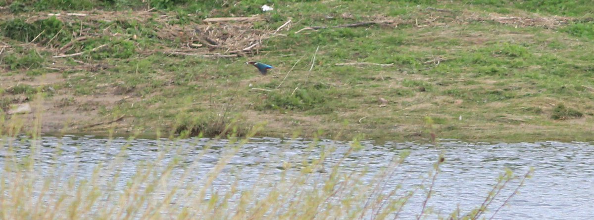 Wren, Ducks and long distance Kingfisher with a fish in it's gob..