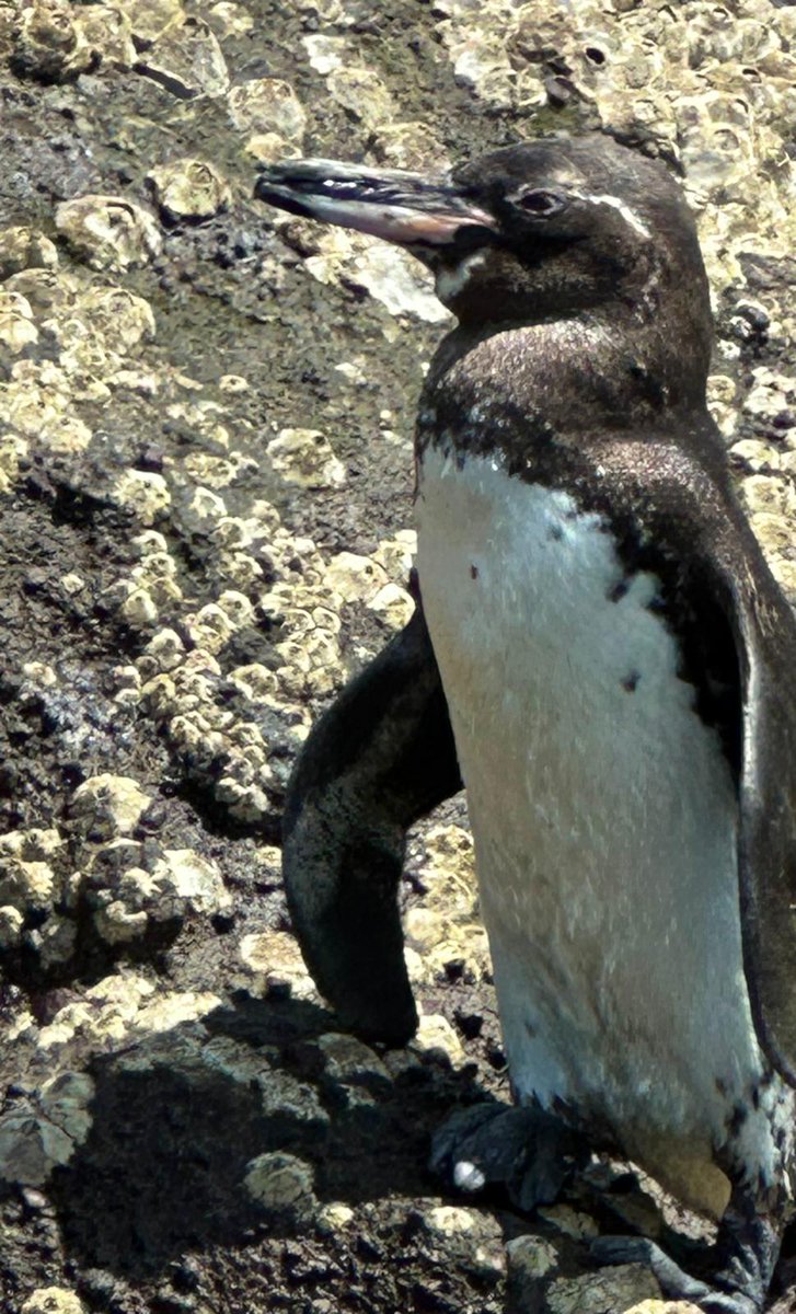 Un pinguino