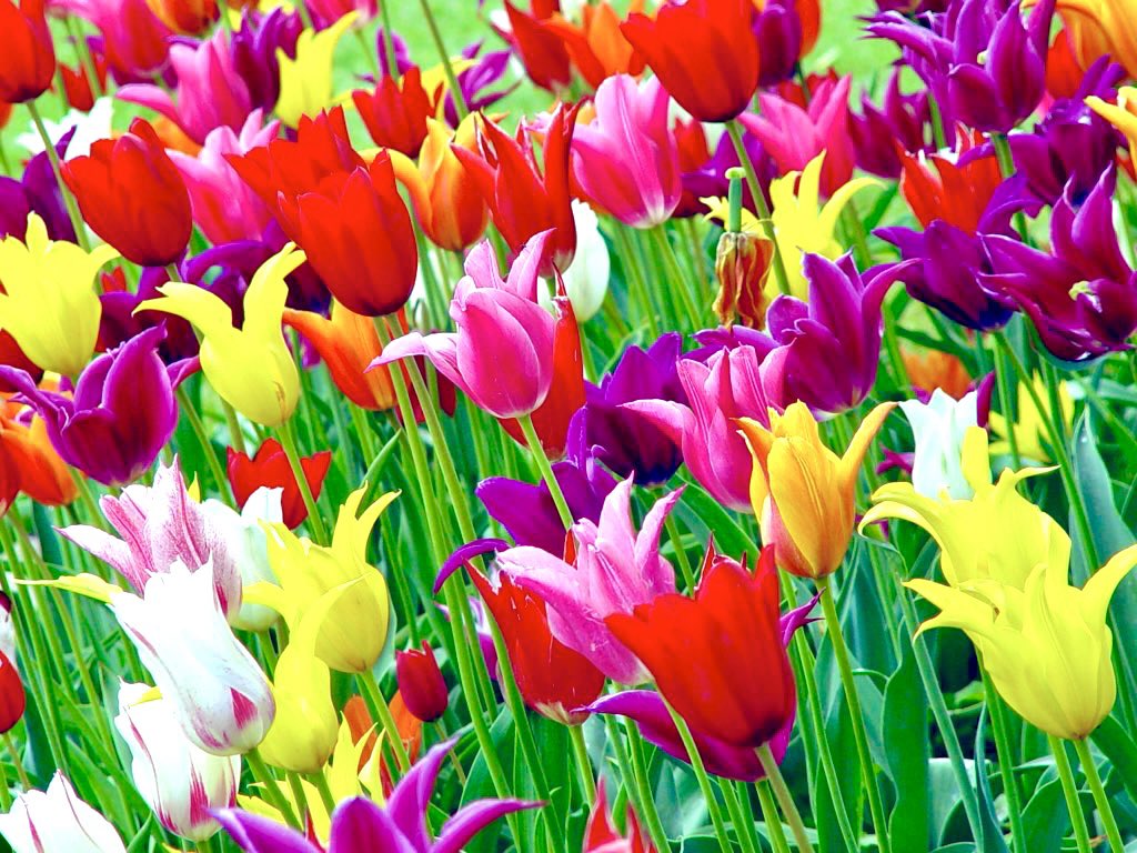 @DailyPicTheme2 More than anything we love the #flowers of #spring as the giant bloom begins! Some #tulips of #HollandMI bring forth the #TulipTime grins 😁 🌷📸 #mitchandmarcyphotos #DailyPictureTheme #anything #flowerphotography #FlowerPower