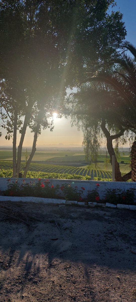 Hacedordevinos's tweet photo. Amanece en Canariera, sol y agua es vida. Comienza la floración, verde esmeralda la viña.
#LaCanariera #PagodeCarrascal https://t.co/Ed2P4qa8oC