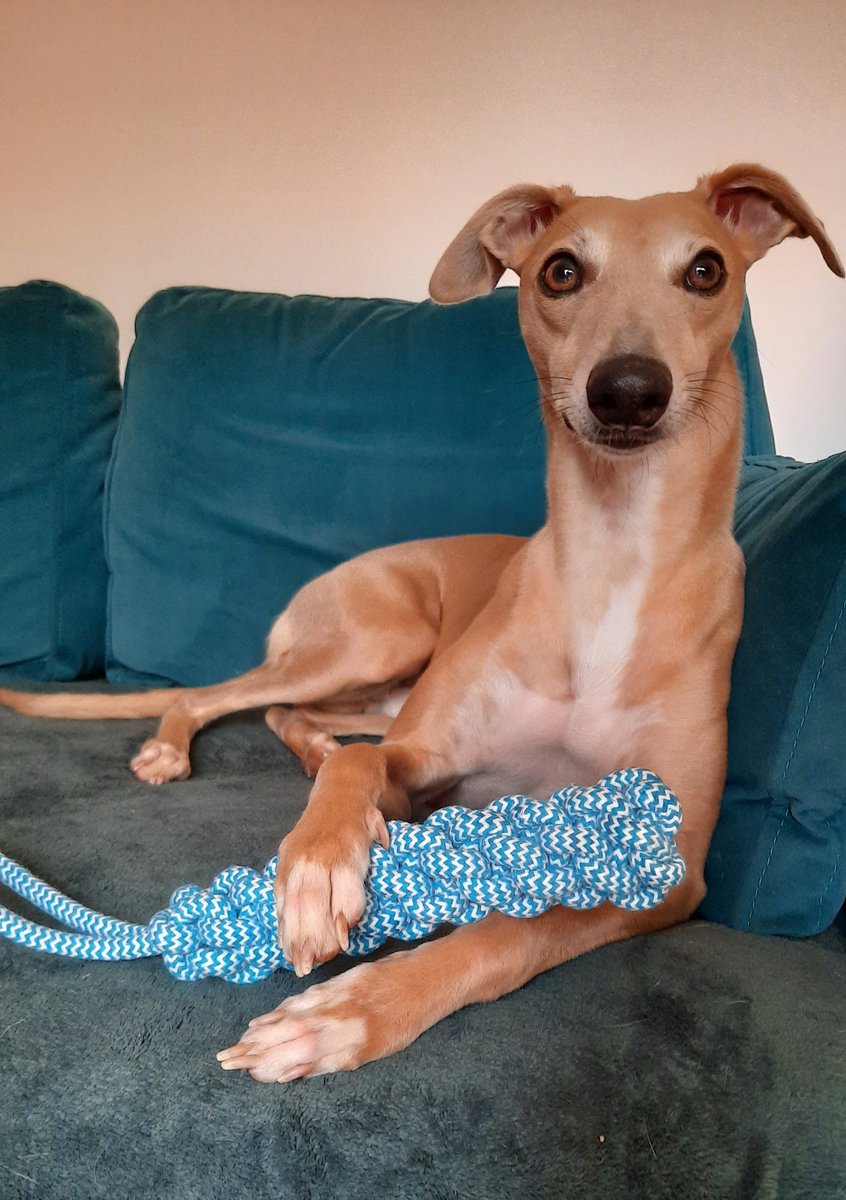 An ice cream and a new toy, today ha seen a good day 😊 #whippet #houndsoftwitter #dogsoftwitter #dogtooth