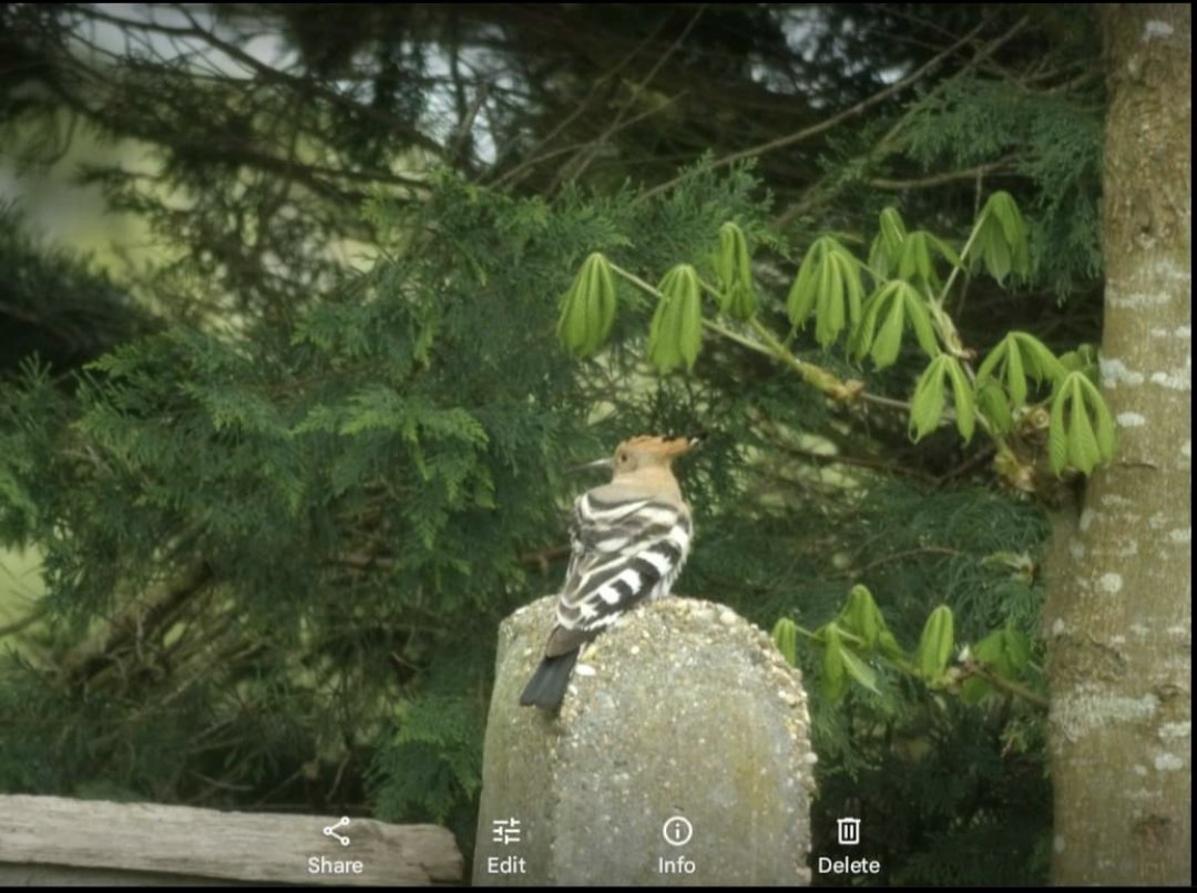 Hoopoe Charminster, in the Little Court area pic from CFB page @RareBirdAlertUK @BirdGuides