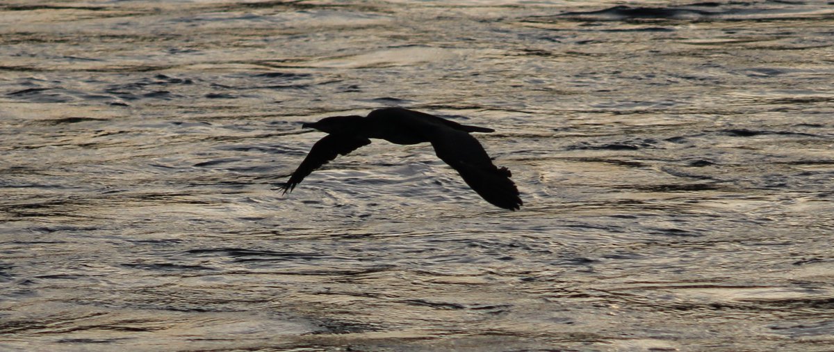 Manderins and Cormorant..