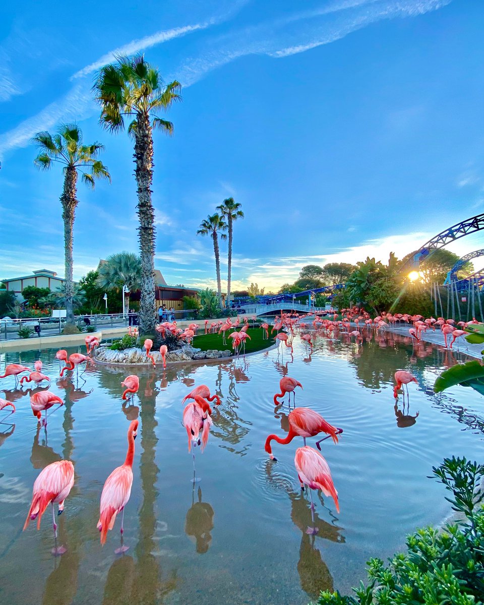 SeaWorld Flamingos at Sunset, San Diego, California. thedngr.com for art photography $14 tshirts buttons magnets mirrors + ebay collectibles @ ebay.com/usr/thedngr #photographer #photographers #nature #seaworldsandiego #seascape #animals #sunrise #beach #trees