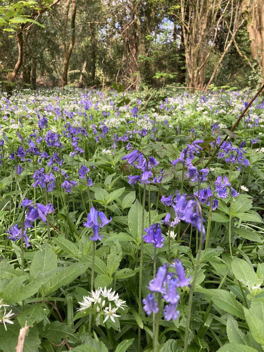 Bluebells with wild garlic. What a stunning time of year it is.