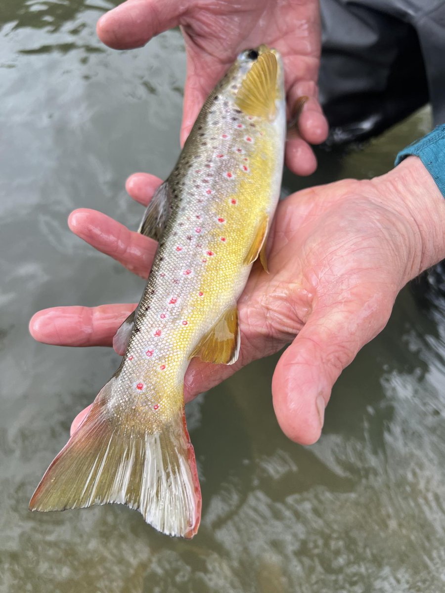 The first fish of the season are starting to be caught in the brook now. #flyfishing #guidedfishing #flyfishinglessons #flyfishinglife #flycasting #trout #browntrout #rainbowtrout #grayling #onthefly #flyfishingnation #outsidedays #salmon #seatrout #dryfly #nymph #Snowbee