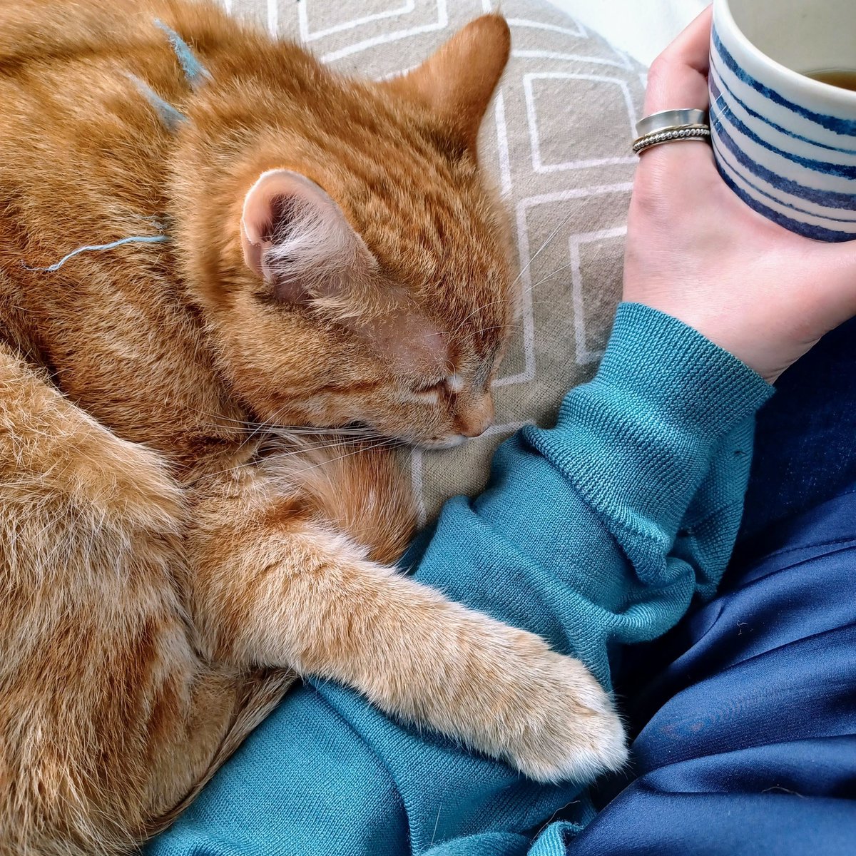 VischLa's tweet image. #HarissaTheCat is cuddling again, she always has to have a paw on my arm when she's lying next to me 😊 

#cats #redcat