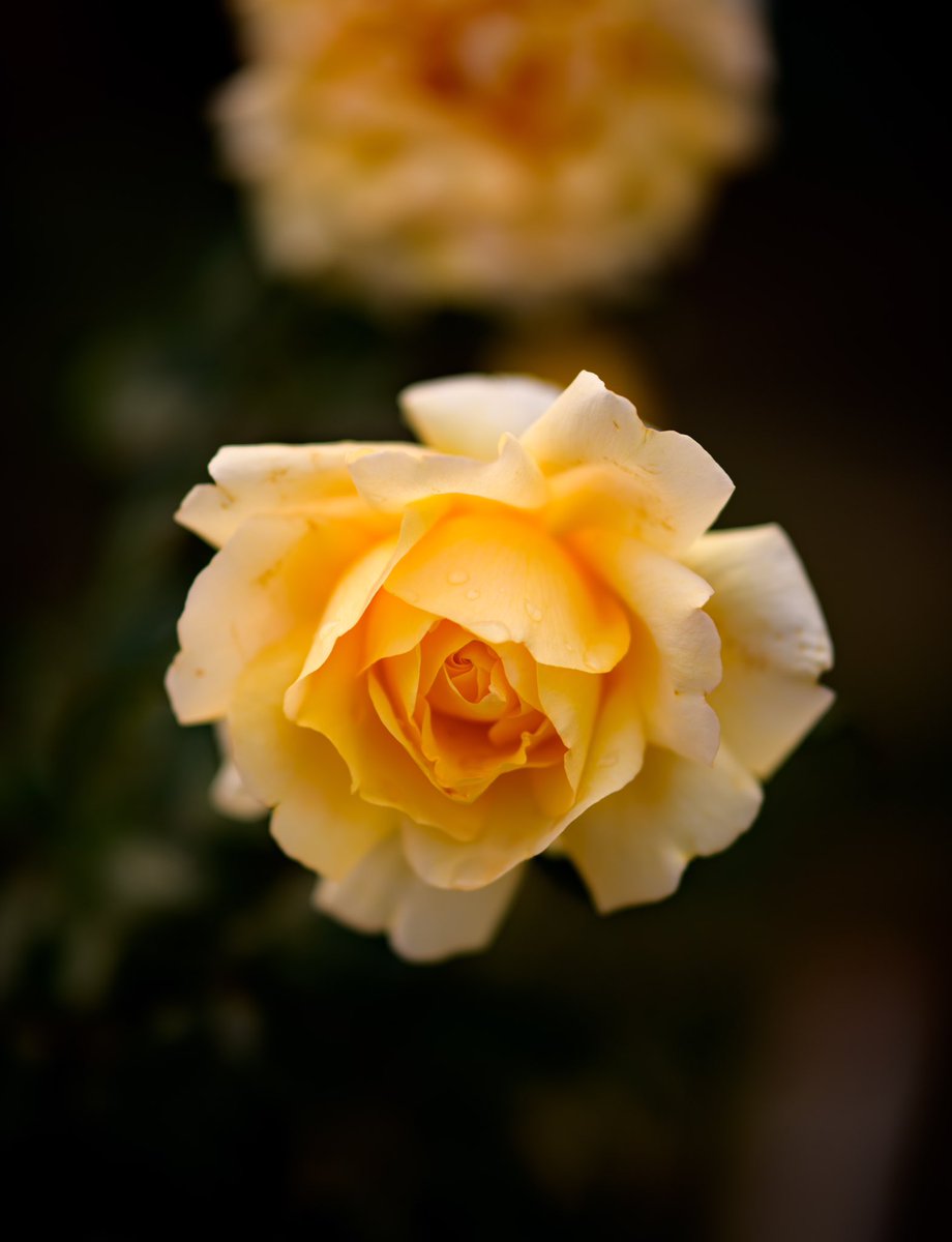 Yellow is a timely symbol of optimism + joy. #HappySunday!
#flowers #roses #photograghy #ThePhotoHour #Nikon #PeaceForTheWorld