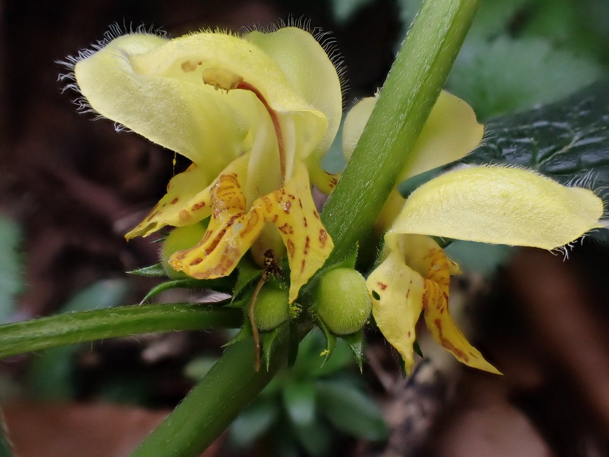 Yellow Archangel for #wildflowerhour. The flower says it all. @BSBIbotany