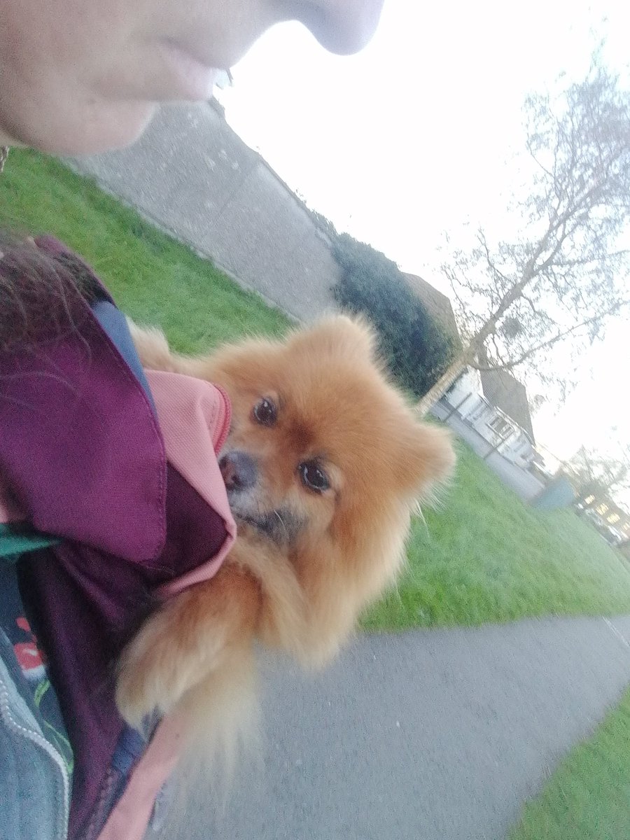 AnnieBanter's tweet photo. Couldn't find the lead for Pepper so she sat happily in my lil backpack, as I went out to the shops.
I think I'll take her out like this more often.. https://t.co/jzSJmw8OQC