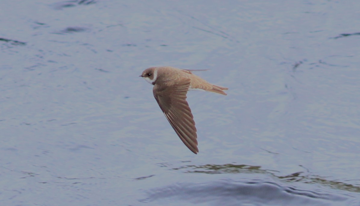 Sandmartins..