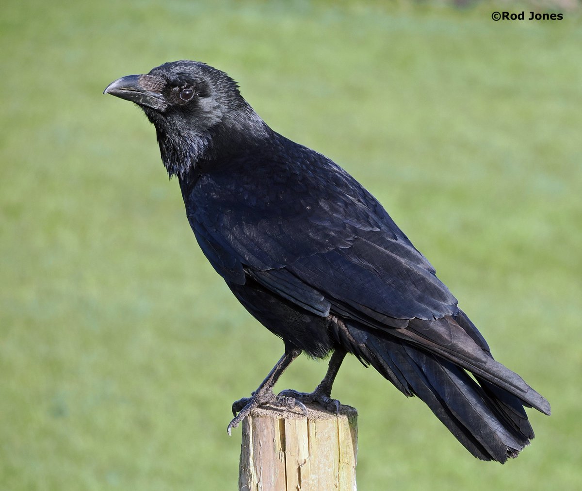 Raven in Shelf Woods, Halifax. #ThePhotoHour #TwitterNaturePhotography #corvids #wildlifephotography #nature #BirdsOfTwitter