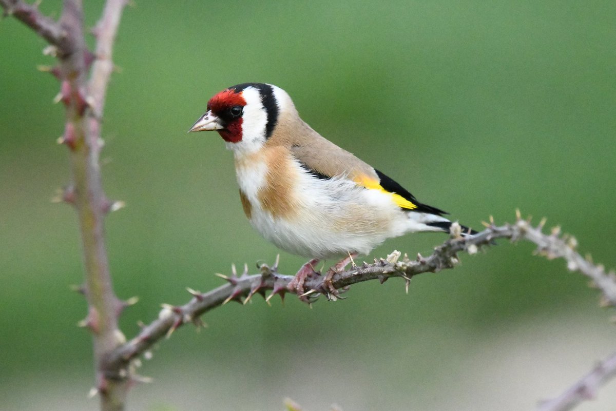 Goldfinch at Exminster marshes this morning, had a bit of flakey beak!