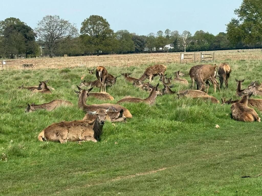 Bushy Park @theroyalparks #bushypark #spring #springday #isitspringyet #hampton #richmond #teddington #hamptonwick #hamptoncourt #london #londonpark #londonparks #londonist #londoner #londoners #londonerslondon #londonerslife #park #parkwalk #parkwalks instagr.am/p/C5wH7QRreO9/