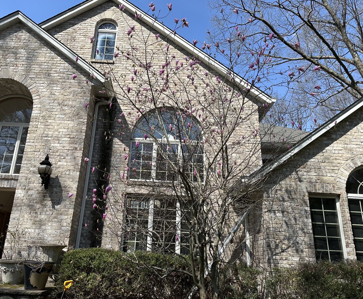 Temperatures changing … watch these pink flower bulbs… within few days I will update with new picture.. amazing how quickly these trees wake up with weather change.