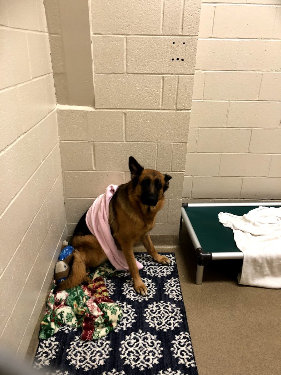 Um excuse me? I just got out of the shower and need my privacy VD: B&T GSD sitting on rug with pink towel draped over back and looking at camera.