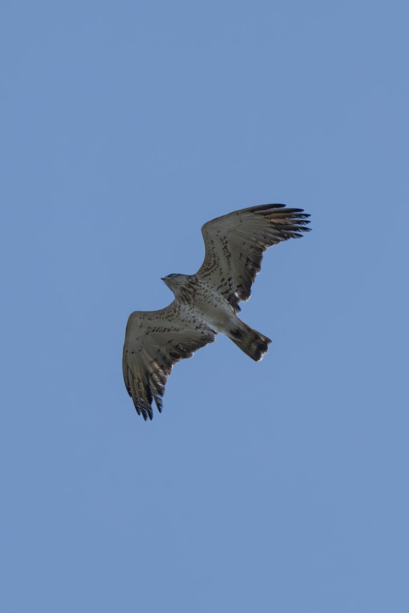 Yılan Kartalı / Short-Toed Snake Eagle
#yılankartalı #kuşgöçü #shorttoedsnakeeagle #birdmigration