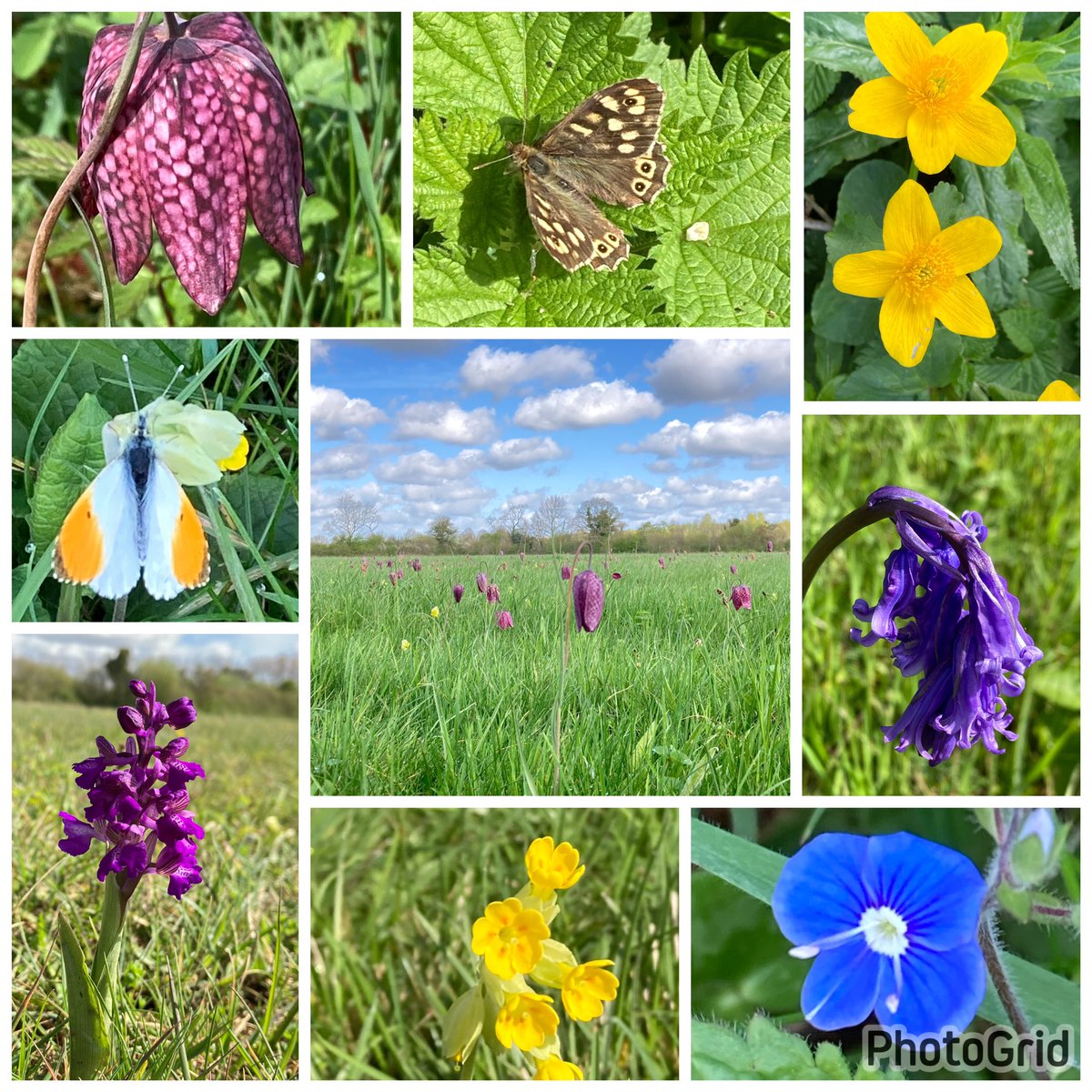 Lovely walk @WiltsWildlife Lower Moor, today - fritillaries and green-winged orchids and lots more
