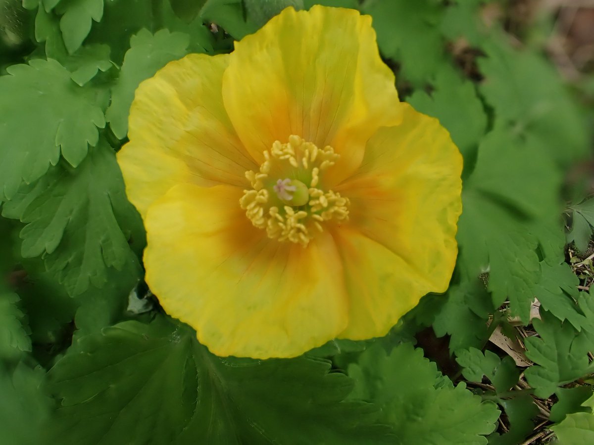 Welsh Poppy puts in an appearance today in time for #wildflowerhour @BSBIbotany