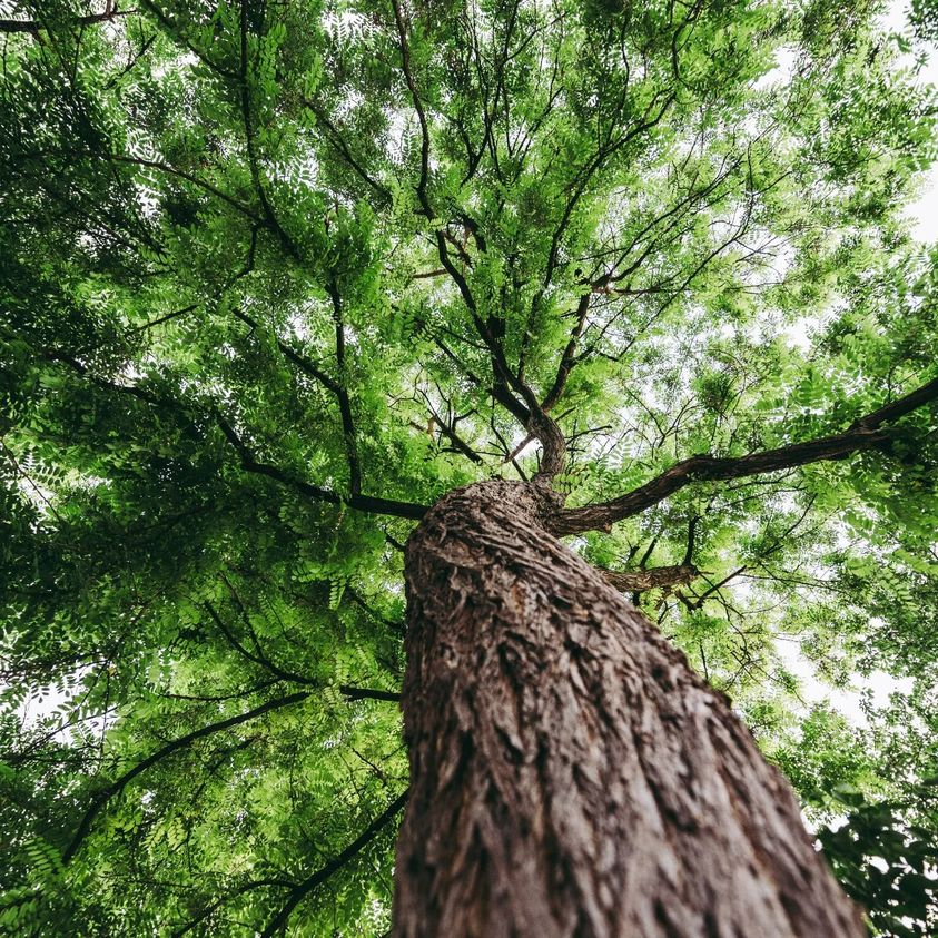 arboles_magicos's tweet photo. Los árboles enmarcan la vida, nos brindan su sombra, oxígeno, alimentos, hogares, calor y materiales de construcción. Los árboles son universales, sostienen nuestros columpios y guardan el secreto de nuestros primeros besos y nuestras penas más íntimas.
Los árboles son mágicos. https://t.co/7SaqpQn3q1