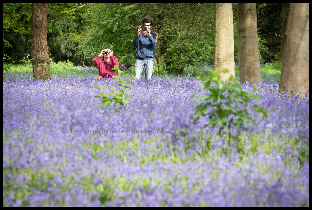 Photo du Jour: Visitors to Wanstead Park in north east London enjoy this year's early display of Bluebells. By Stefan Rousseau/PA
