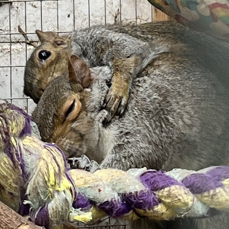 Ruben and Jason 🩶🐿🐿🐿🐿 hitchinsquirrelrescue.co.uk