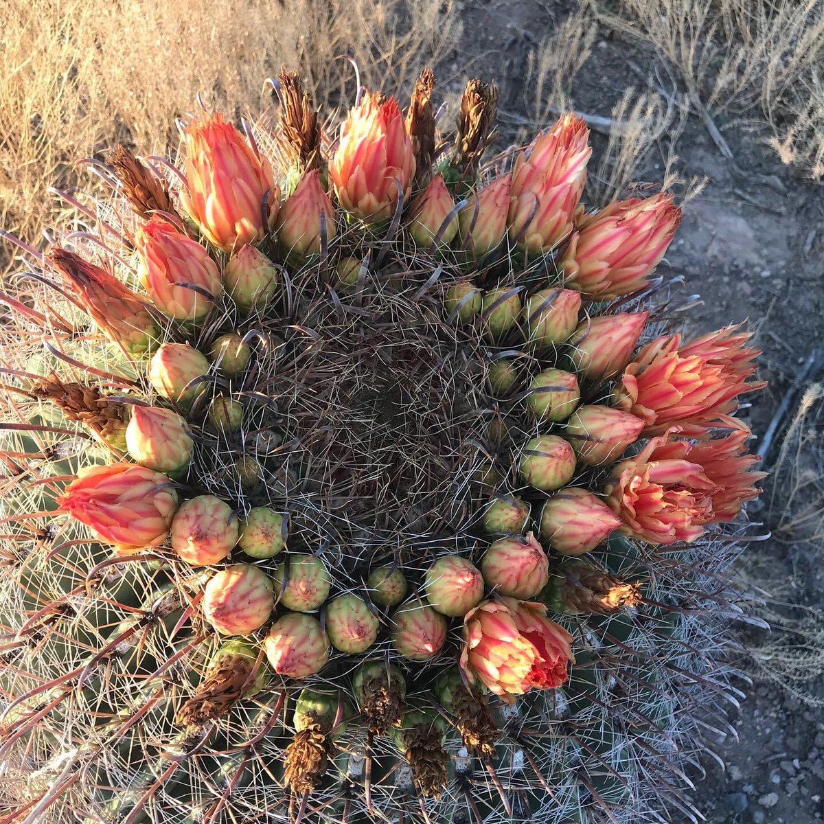 #Texas #plants #cactus #NaturalBeauty