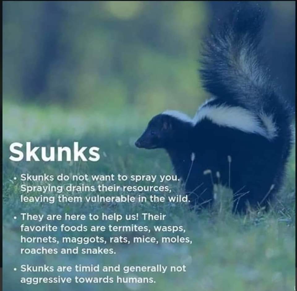 Be nice to #Skunks ❤️