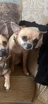 🆘11 APR 2024 #Lost BABY #ScanMe YOUNG Sandy Chihuahua Female Last seen: Hilltop House, Ham Hill, Stoke-Sub-Hamdon #Somerset #TA14 What 3 words: ///reference.slicing.tester doglost.co.uk/dog-blog.php?d…