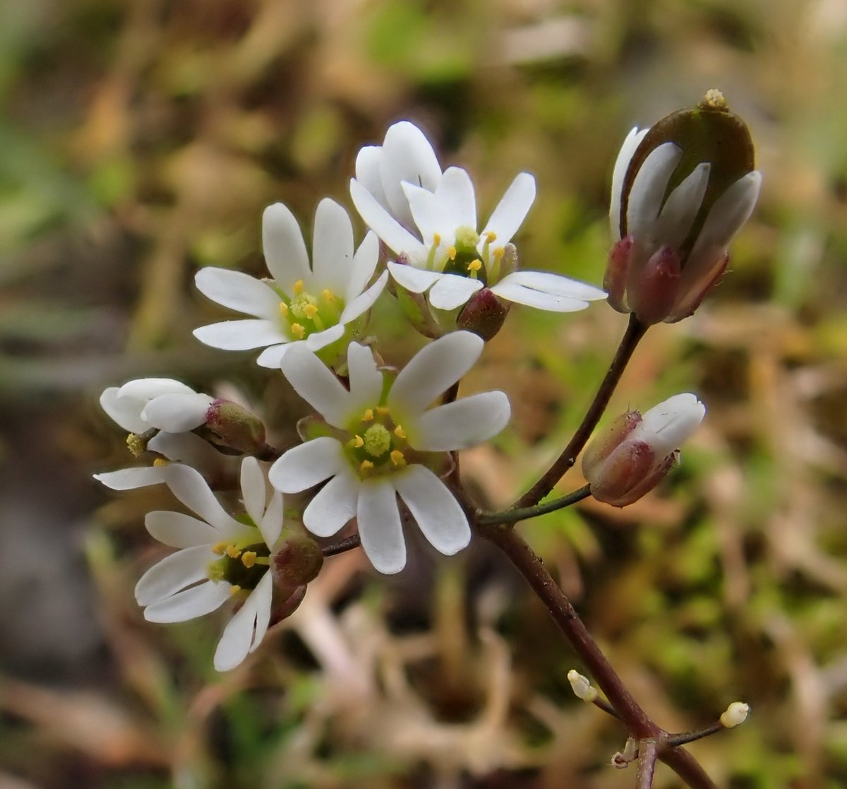 Common Whitlowgrass now at its best @Broughton_Hall #wildflowerhour @BSBIbotany