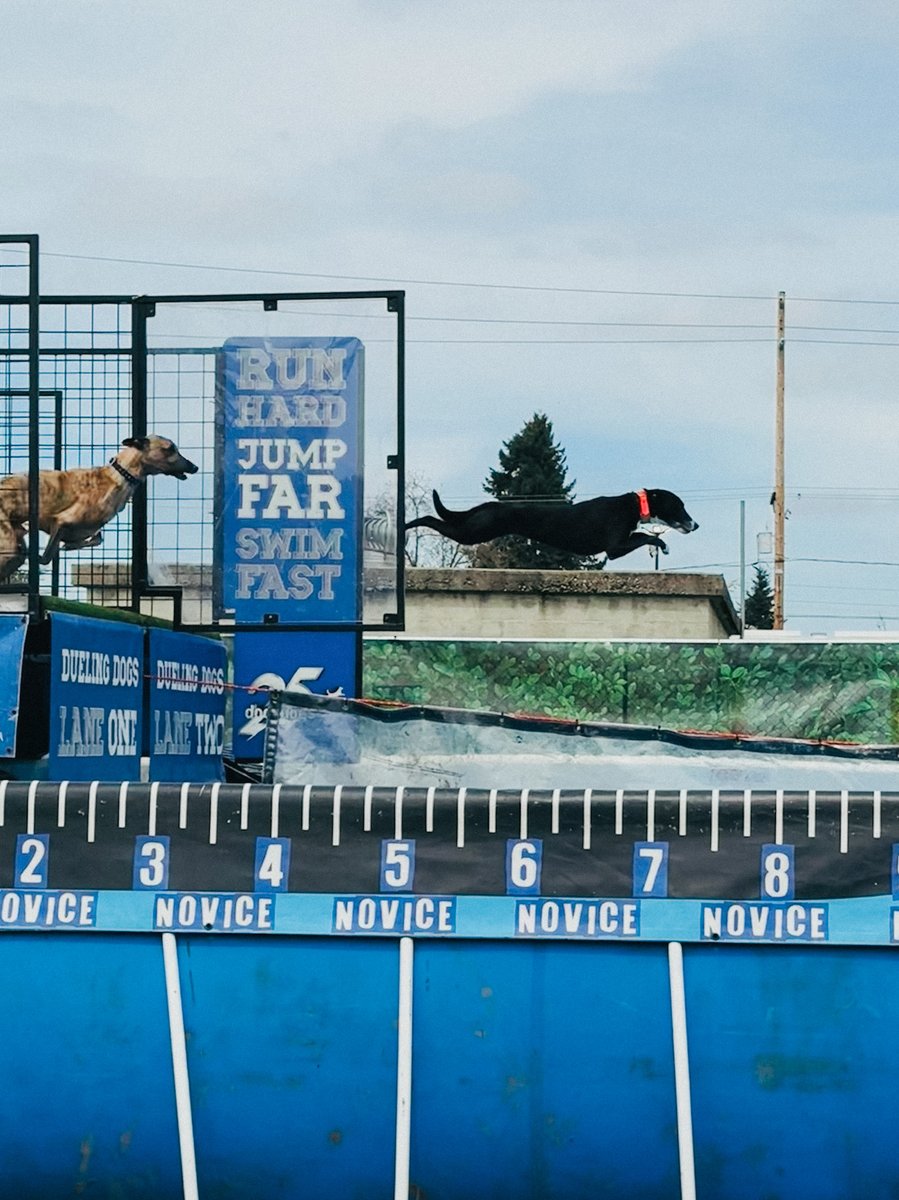 WAStateFairEC's tweet photo. Check out DockDogs happening daily at the Red Gate area.

DockDogs features dogs competing in events by running down a 40-foot canine runway and jumping headlong into a 27,000-gallon pool of water. Free with Fair admission.

#SpringIsInTheFair https://t.co/VVa7p1hNHs