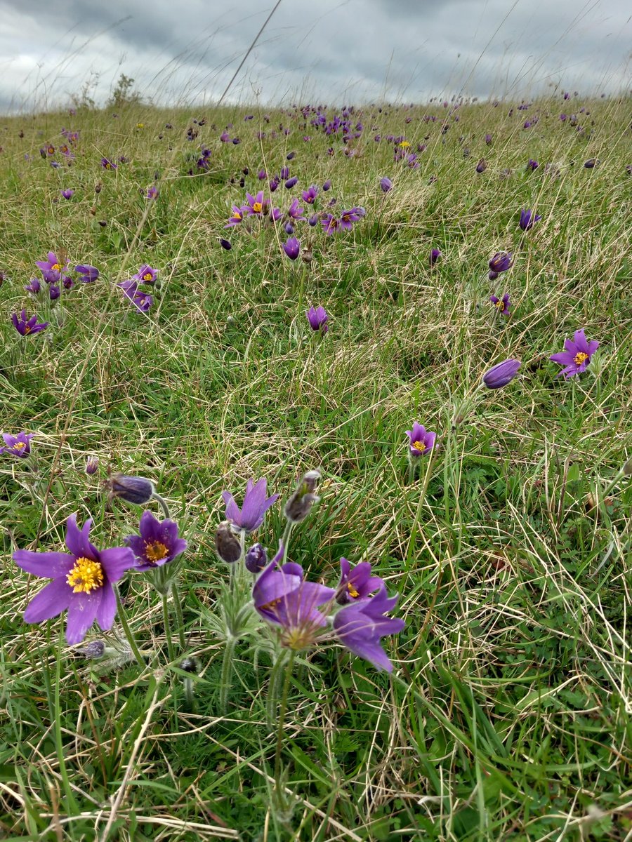Pilgrimage to see Pasque Flowers last week. Train to Royston then walk. Footsore but more than worth the trek.