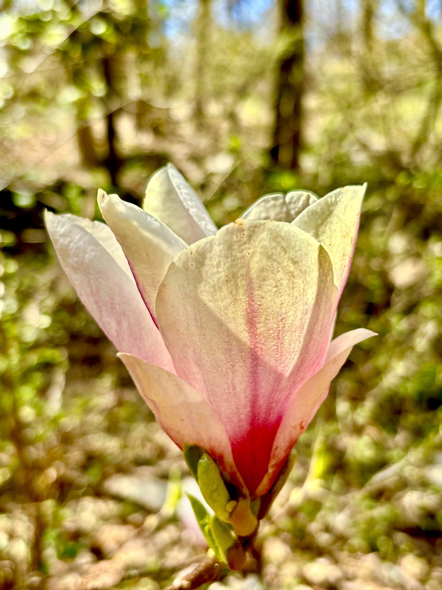 Sweet Magnolia Spring #trees #flowers #NatureBeauty #NaturePhotography #sundayvibes #Sunday
