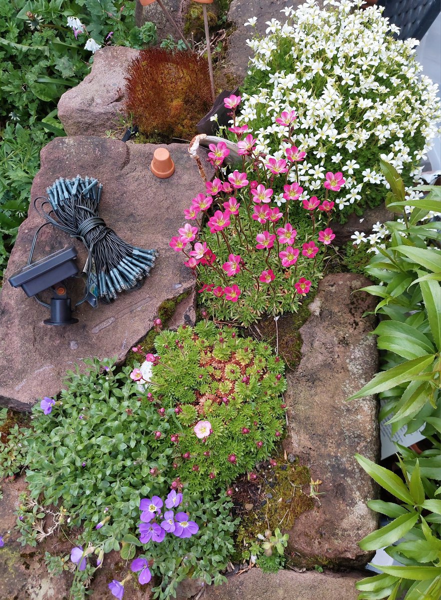 Only went away for 4 nights & the rockery flowers & mosses seem to have bloomed.