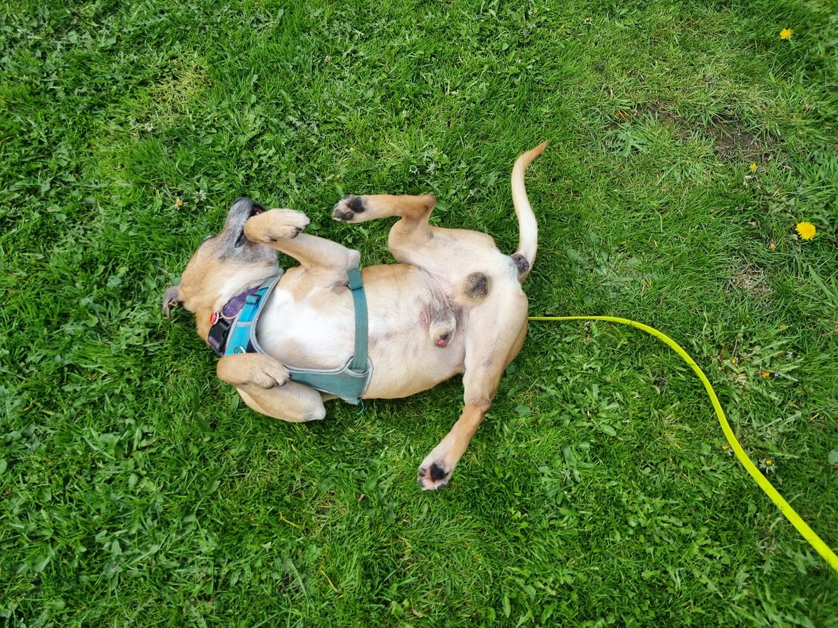 Sometimes you've just got to roll with it and wriggle like no one is watching 😅🥰😍 Oh Mutley, you do make us smile 😃 you little beauty! #TeamZay #AdoptDontShop #RESCUE #StokeOnTrent seniorstaffyclub.co.uk ❤️