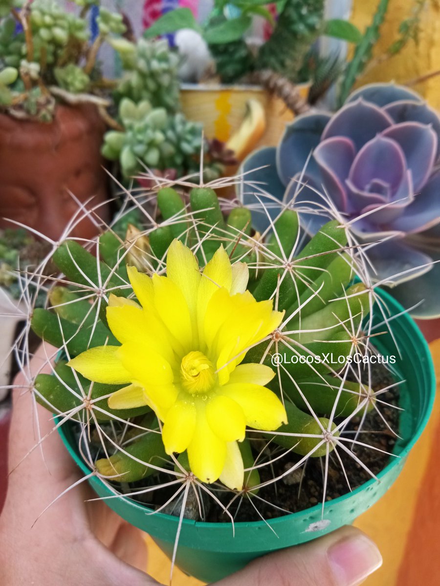 Locos X Los Cactus 💜🌵 (@LocosXLosCactus) / Posts / X
