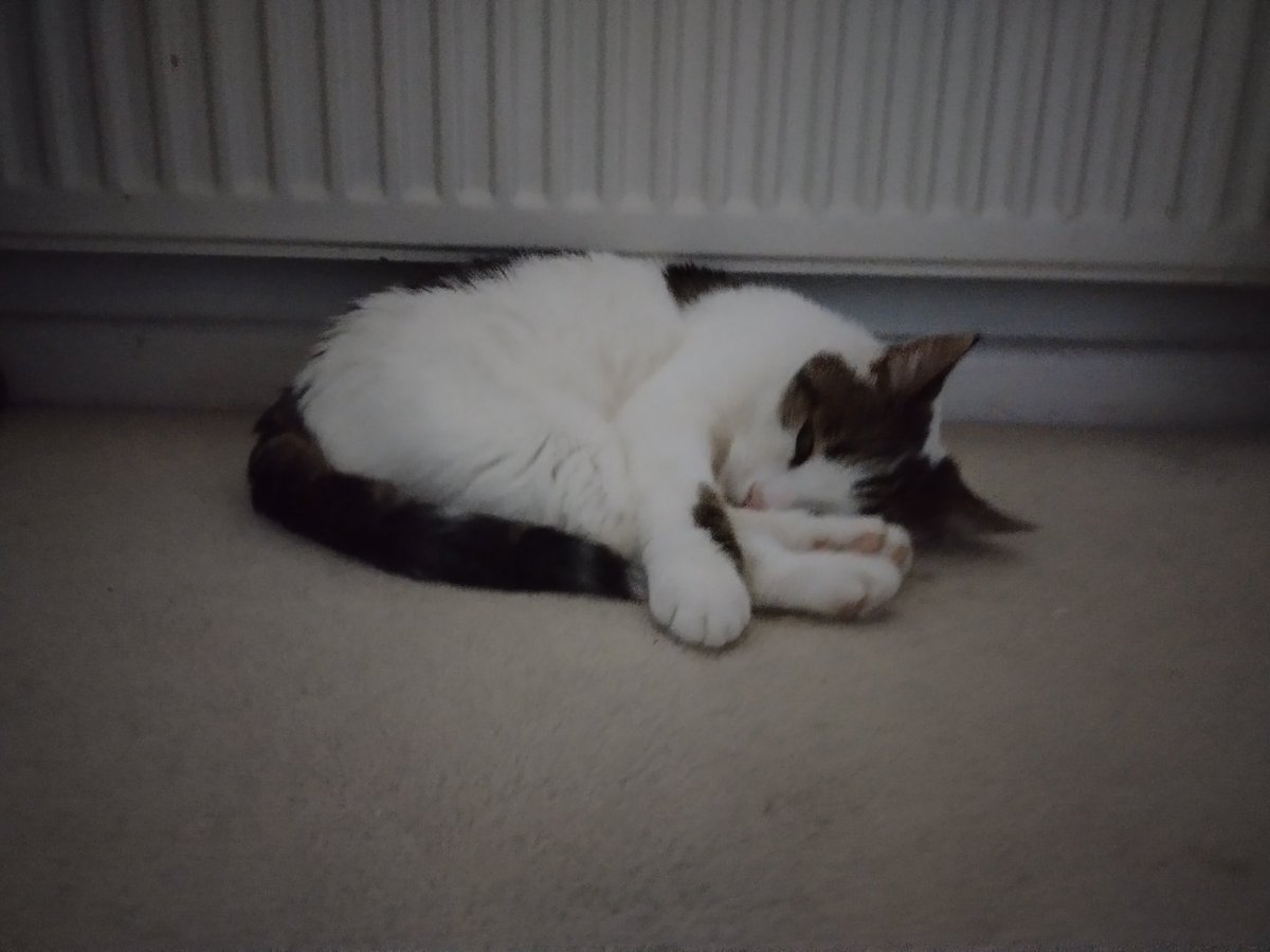 KitKat hugging his paws as he sleeps 😻😻😻