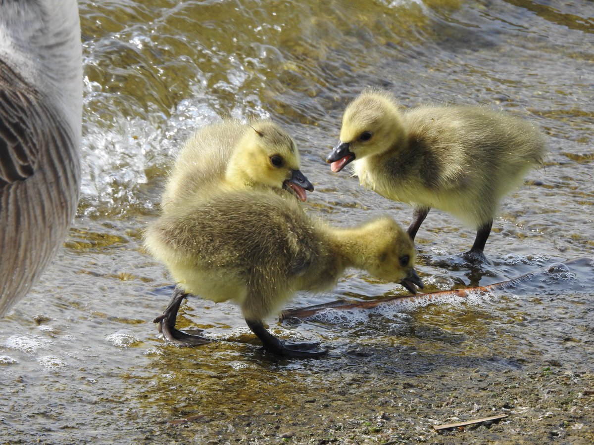 First Canada Geese goslings @E17Wetlands this spring. #LondonBirds #BirdsSeenIn2024 #nature #wildlife @WildLondon @Natures_Voice #sensesofspring #gosling #birdphotography #walthamstow