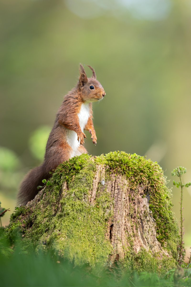 Afternoon spent in Antrim Glen's. 

A great way to spend a day. 

@bbcniweather @UlsterWildlife @LoveBallymena @RedSquirrelsUW