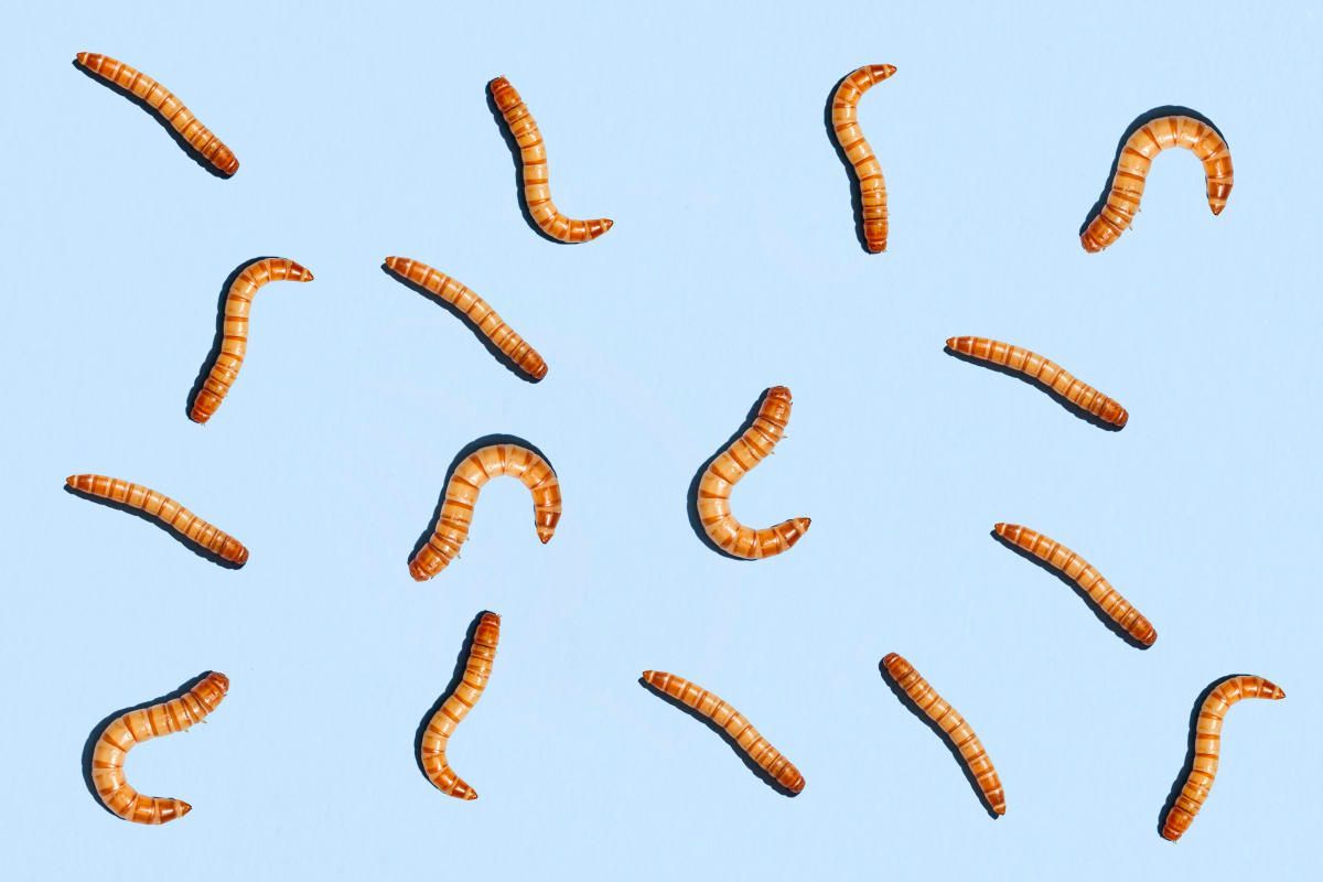 Insect protein? Edible worms? Why you may want to add these nutritious critters to your diet — if you can get over the 'ick factor'. yhoo.it/3Q4eNJT