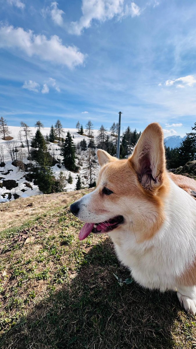 🗻🗻☀️😎
.
.
.
.
#cheddarthecorgi #cheddar #cheddarthedog #corgi