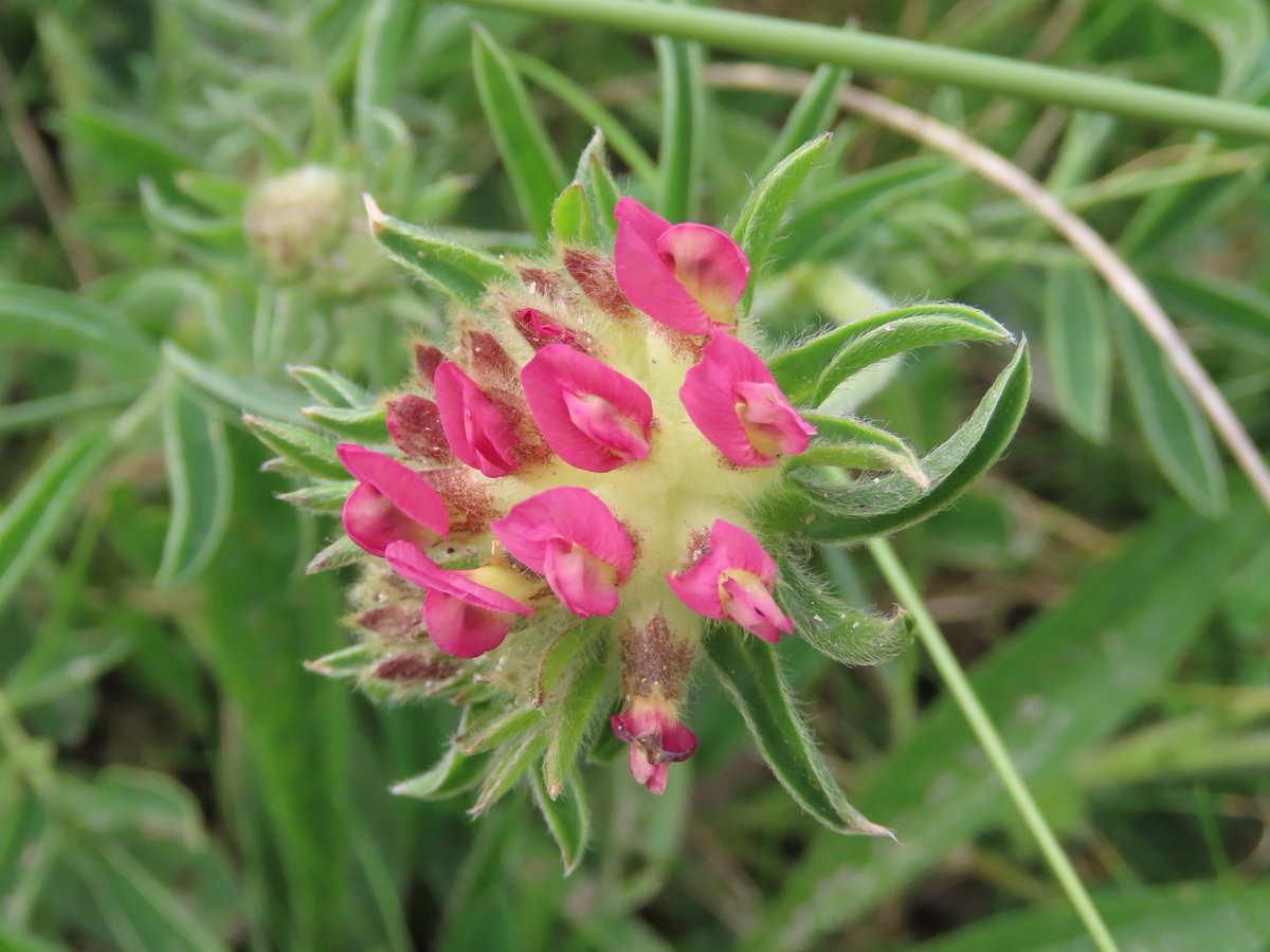 Kidney vetch yesterday on dunes at Gwithian, Cornwall. #wildflowerhour