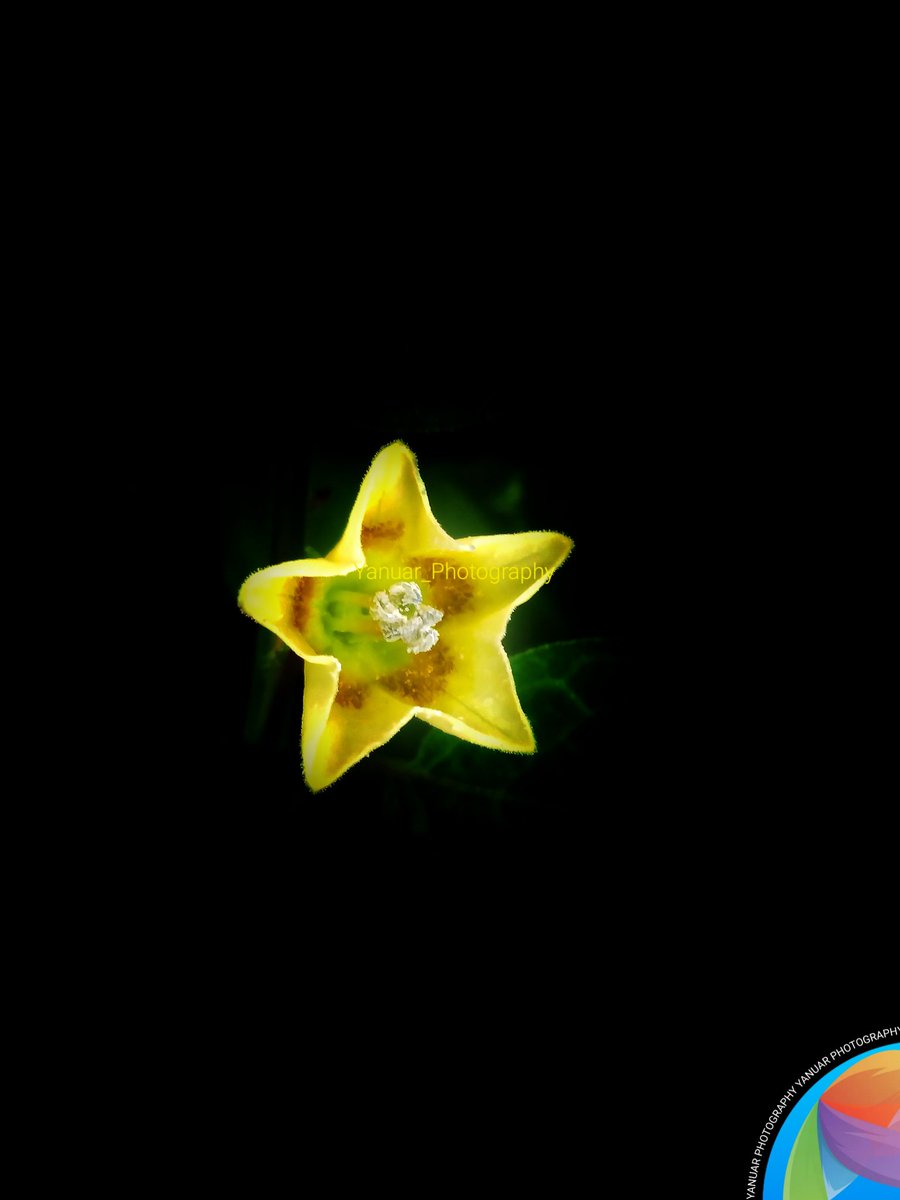 Goldenberry flowers in the dark.

#photography #photo  #photograph #photooftheday #photographylovers #nature  #natural #naturelover #NaturePhotography #macro #macrophotography #photographyart #NaturePhotograhpy