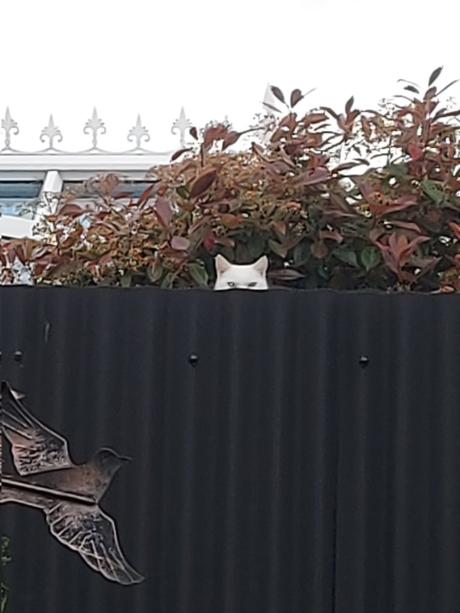 Daz1065Smith's tweet photo. @Matt_Pinner My beautiful cat Inga, being all mysterious and unique.❤️ https://t.co/2rrhczj0Xs