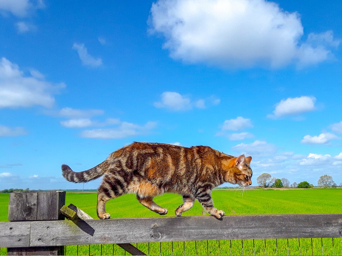 chris_alpacas's tweet photo. It's been a lovely Sunday here in the Fens, I'll say goodnight from my gorgeous girl and me. Sleep well everyone xxx (Pic taken this morning) #GoodnightEveryone #Precious #CatsOfTwitter #CatsAreFamily #thefens #celebratethefens #flatnotboring π»π»π» https://t.co/uXPDhy4tix