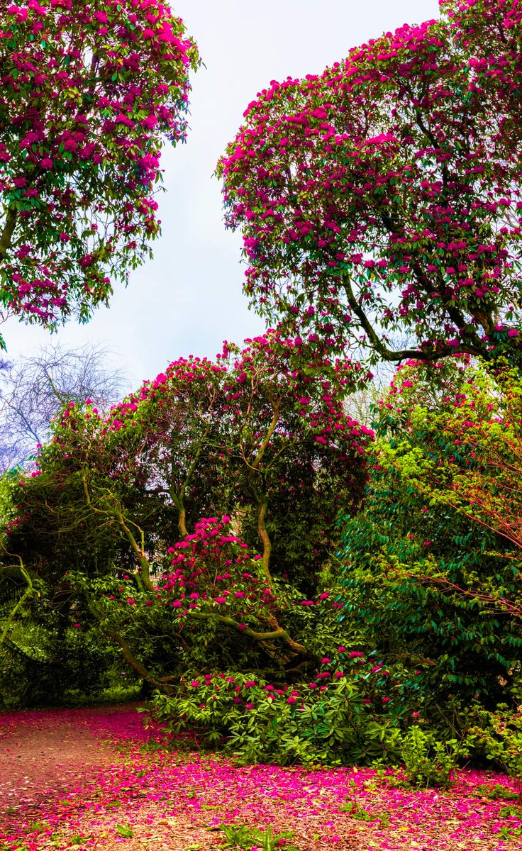 📸 |🌸Rhododendrons are out in all their glory at JFK Arboretum providing carpets of pink petal trails - Here is the proof. ✨ #FindYourTrail #wexfordwalkingtrails #wexfordtrails #rhododendron