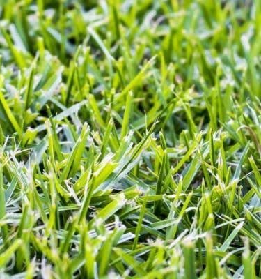 MjengoWorld's tweet image. Since rains have come, we must utilize them fully.

Here are the TYPES OF LANDSCAPING GRASS

Bookmark and Retweet

1. Kikuyu Grass

• Popular due to its robust growth
• Vibrant green color
• Tolerance to diverse climates
• Can withstand heavy foot traffic
• Low maintenance