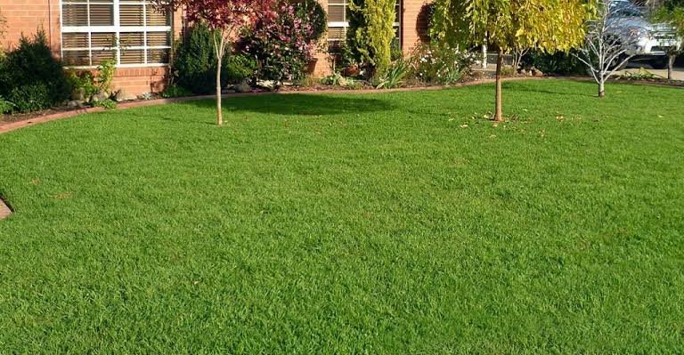 MjengoWorld's tweet image. Since rains have come, we must utilize them fully.

Here are the TYPES OF LANDSCAPING GRASS

Bookmark and Retweet

1. Kikuyu Grass

• Popular due to its robust growth
• Vibrant green color
• Tolerance to diverse climates
• Can withstand heavy foot traffic
• Low maintenance