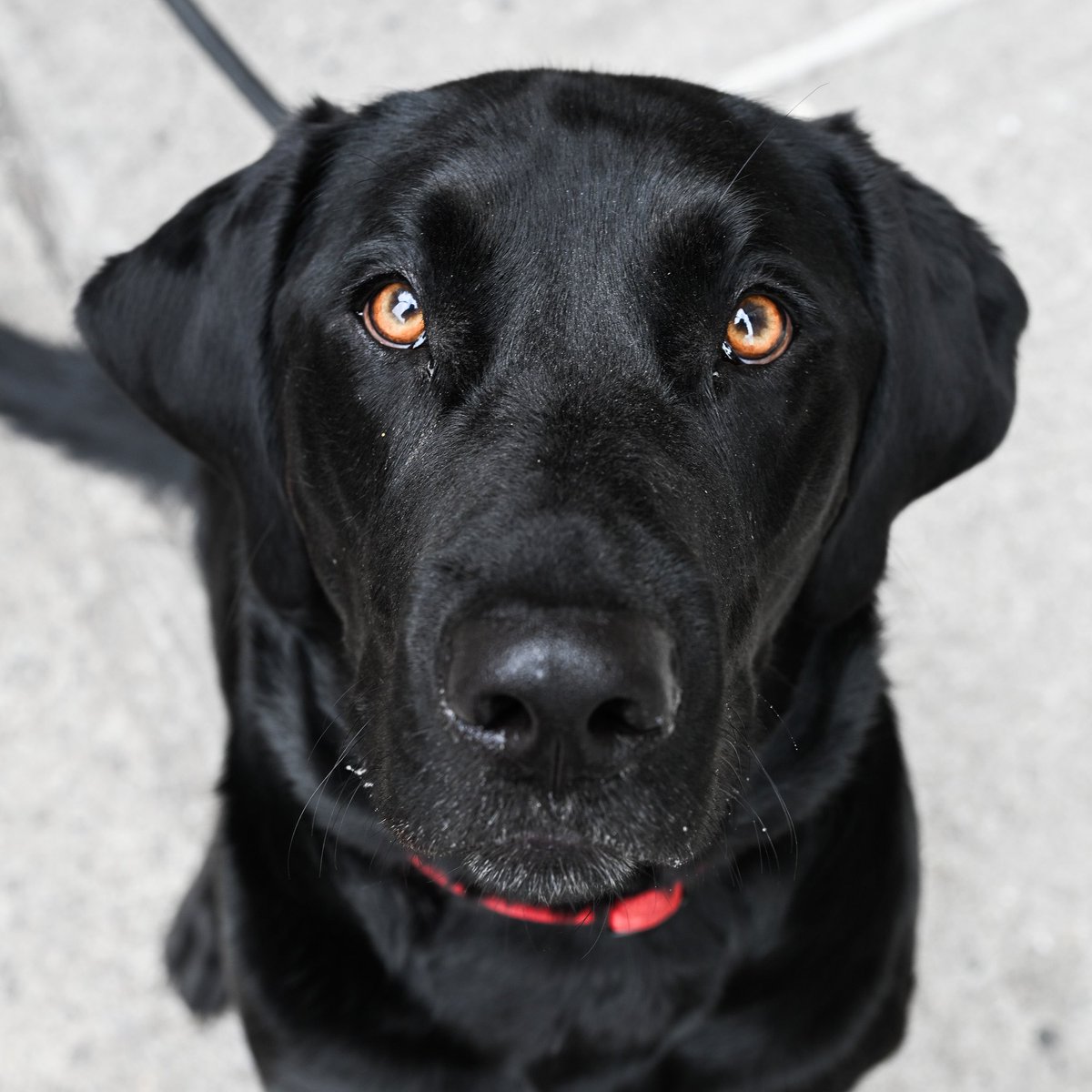 Goose, Labrador Retriever (3 y/o), 74th & 1st Ave., New York, NY • “He’s mellow and the sweetest dog. He’ll always get into food no matter what – you can’t keep your food on the table. Gotta seal the trash can. He goes down to Bethany Beach every summer and swims.”