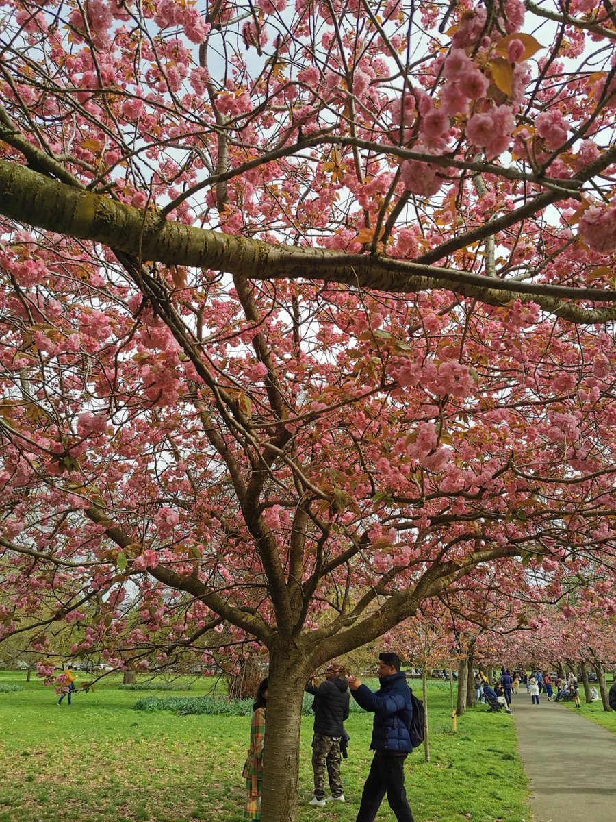 The cherry blossoms are in full bloom, come and enjoy them in Greenwich Park, London🌸🌺